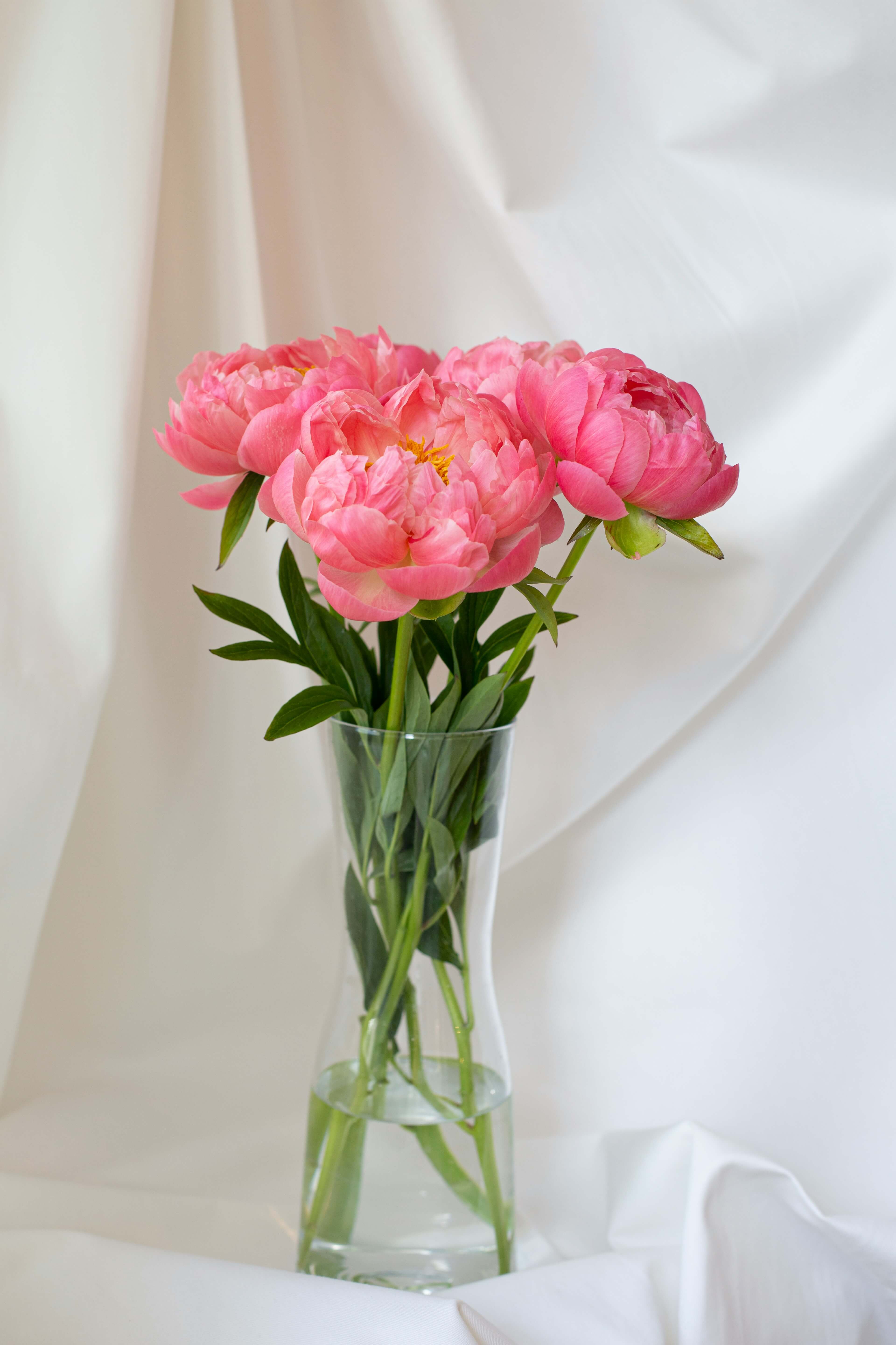 Peony Flower